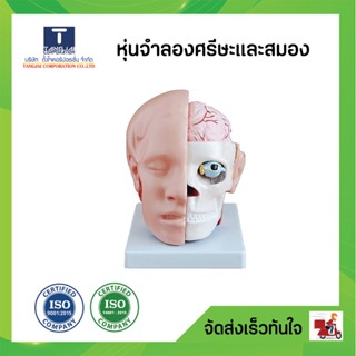 หุ่นจำลองศีรษะและสมอง