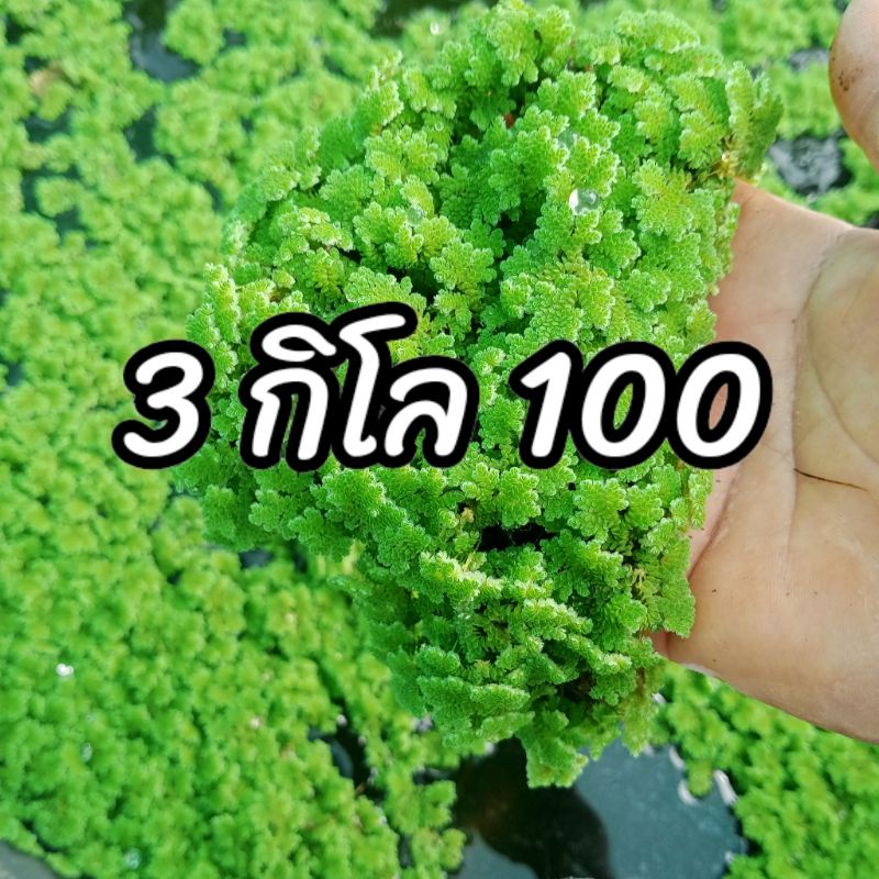 แหนแดง ไมโครฟินล่า 3 กิโล 100