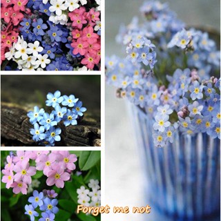 เก็บเงินปลายทาง 200 แคปซูลต่อแพ็ค เมล็ดพันธุ์ อย่าลืมฉัน Forget Me Not Plant Flower Seeds เมล็ดพันธุ์ ต้นไม้ประดับ