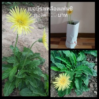 เยอบีร่า ชื่อเหลืองแฟนซี