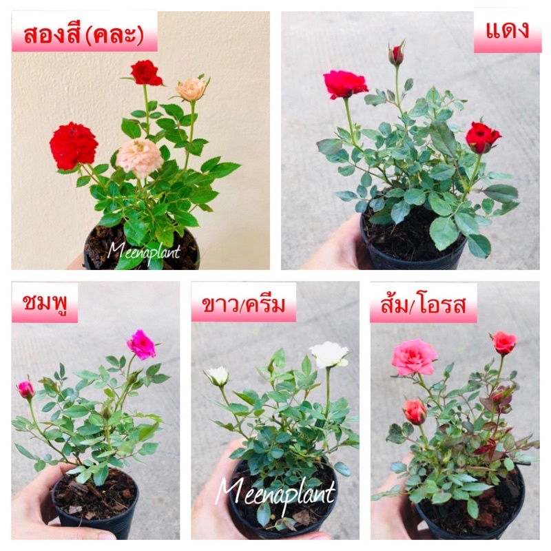 Đặt mua Hoa hồng, hoa hồng nhỏ, chuột, hoa hồng lùn, hoa đẹp, dễ thương ...