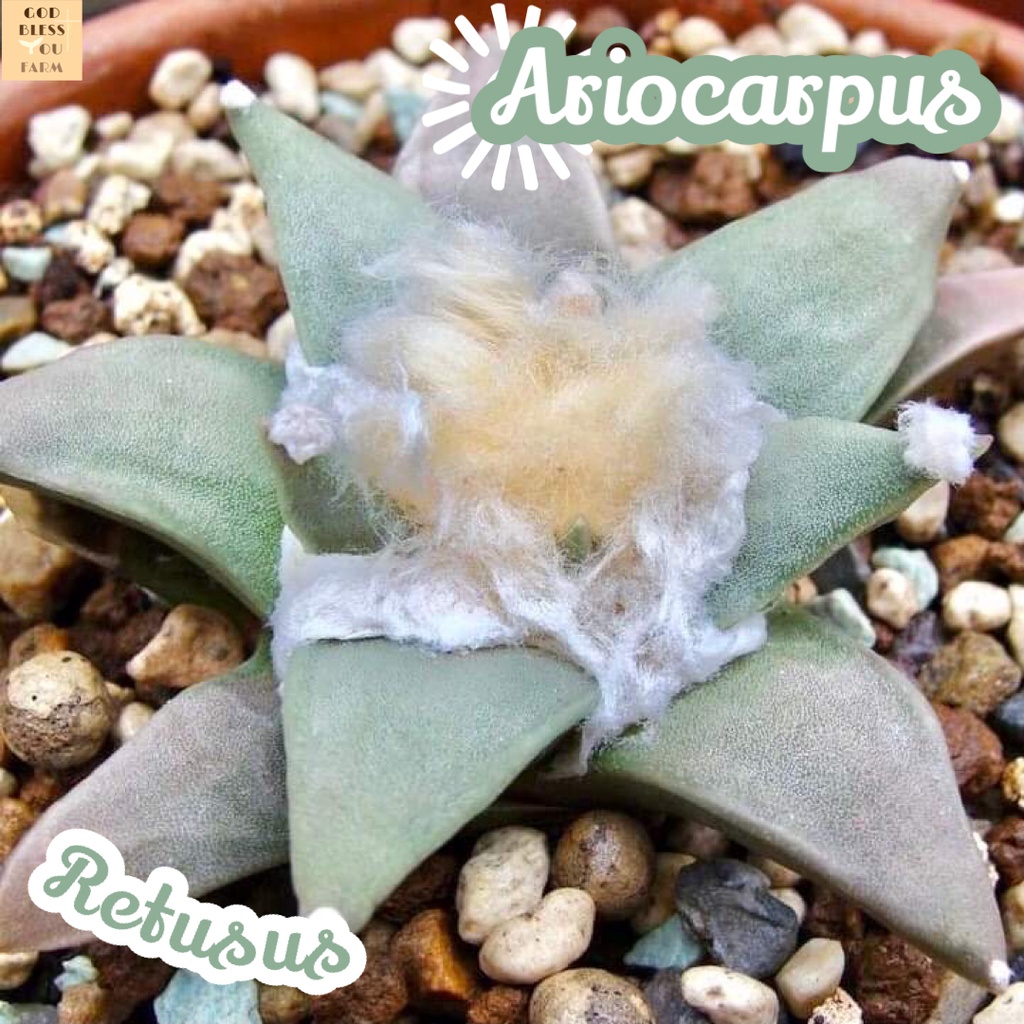 [อริโอคาปัสเรทูซัส] Ariocarpus Retusus แคคตัส ต้นไม้ หนาม ทนแล้ง กุหลาบหิน อวบน้ำ พืชอวบน้ำ succulent