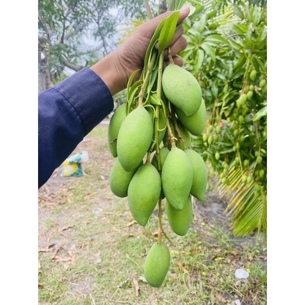 มะม่วงพิมเสนอ่อน 1กิโลกรัม85บาท