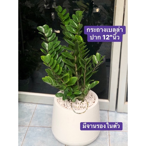 ต้นกวักมรกตไม้มงคลไม้ฟอกอากาศ รูปที่ 2