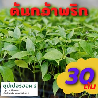 ต้นกล้าพริก 30 ต้น อัมพวา ซุปเปอร์ฮอท 2  ต้นอ่อนพริกขี้หนู ต้นอ่อนพริก