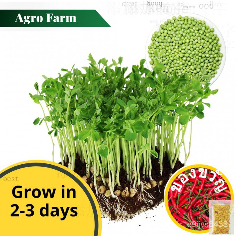 Agro FARM Organic Green pea acid/atari/atari/atari/cols/บ้านและสวน/ดอกทานตะวัน/กางเกง/มะเบ TXCO