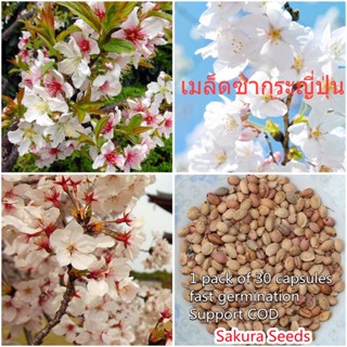 เก็บเงินปลายทาง COD 30 แคปซูลต่อแพ็ค  Sakura Plant Flower Seeds ต้นไม้หายาก ต้น บอนสี เมล็ดบอนสี บอนสีสวยๆ