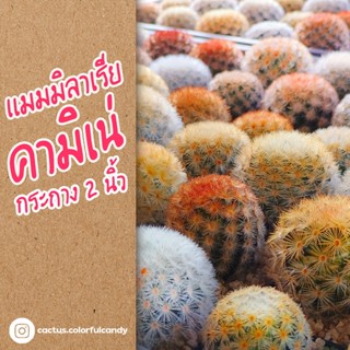 แมมมิลาเรีย คามิเน่ ไม้เมล็ด  ขนสวย Mammillaria carmenae แคคตัส กระบองเพชร กระถาง 2 นิ้ว