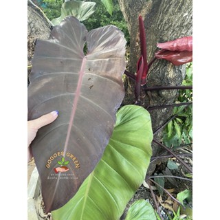 Philodendron มรกตแดง มรกตเขียว ฟิโลเดนดรอน ฟิโล ไม้ฟอกอากาศ ยอดตัดสดมีรากพร้อมปลูก พร้อมส่ง