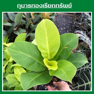 ต้นกุมารทองเรียกทรัพย์ Philodendron Moonlight ต้นไม้มงคลฟอกอากาศ จัดส่งพร้อมกระถาง