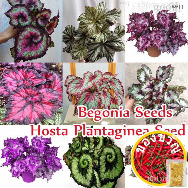 [ขาว์ยดี] 08.50 V6 Begonia (Hosta Plantaginea พื๊อ) ใหม่เอี่ยม OECD