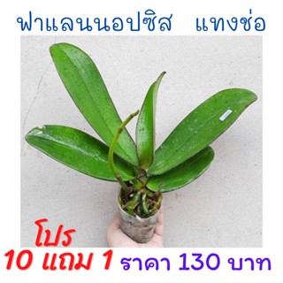 ‼️ซื้อ 10 แถม 1 ‼️กล้วยไม้ฟาแลนนอปซิส ขนาด 2.5 นิ้ว แข็งแรงทุกต้น (โพส 1)