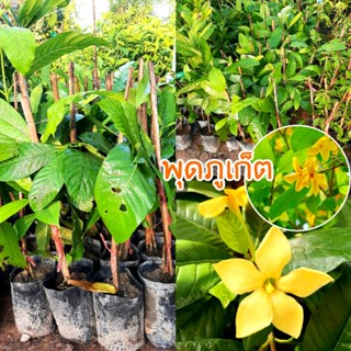 ต้นพุดภูเก็ต ไม้พื้นเมือง ไม้ดอกหอม ต้นสูง40ซม.