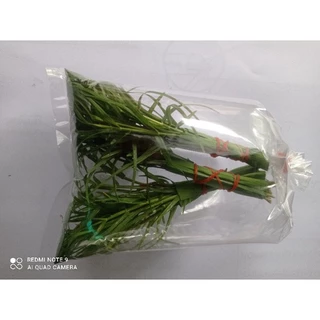 หญ้าแพรก ต้นอ่อนอ้อย (บูชาพระพิฆเนศ)