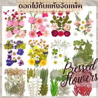 ดอกไม้แห้ง ดอกไม้ทับแห้งจัดแพ็ค ดอกไม้งานประดิษฐ์ ดอกไม้ DIY Pressed Flowers