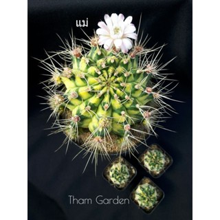 ยิมโนด่าง Gymnocalycium clone Mable