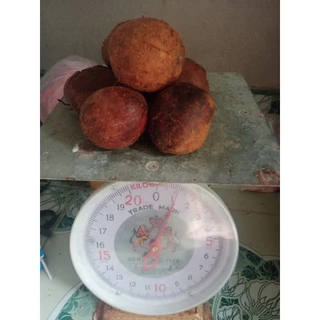 เม็ดทุเรียนนกทุเรียนป่า