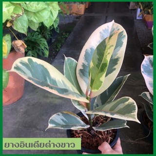 ยางอินเดียด่างขาวแท้ สูง30-40 cm.ด่างสวยแข็งแรง รากมาเต็ม (Ficus elastica variegata)