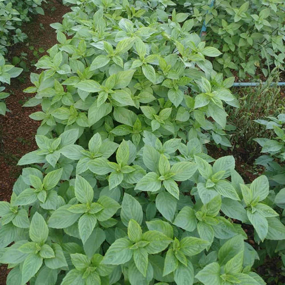 เมล็ดโหระพา คัดพิเศษ Thai sweet basil เมล็ดพันธุ์โหระพา โหระพา เมล็ดผักสวนครัว ตราภูเขาทอง