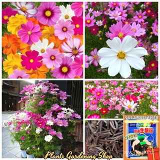 （คุณภาพสูง เมล็ด）เมล็ดพันธุ์ ดอกคอสมอส Cosmos Mixed Flower Seeds แต่ละแพ็คมี 100 เมล็ด ดอกไม้/ง่าย ปลูก สวนครัว เมล็ด 5N