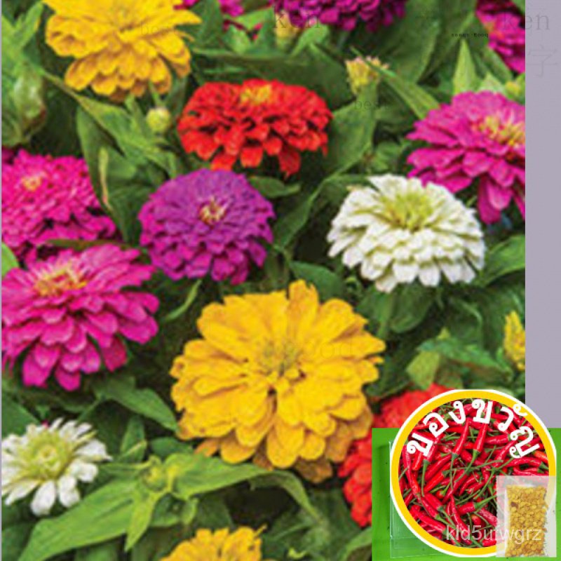 ของเล่นเมล็ด Zinnia (คลามี)/ผักชี/มะละกอ/บ้านและสวน/สร้อยคอ/แอปเปิ้ล/หมวก/อัญมณี/ทานตะวัน/ ไม้จิ้มฟั