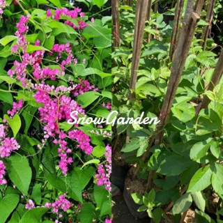 ต้นพวงชมพู ไม้เลื้อย 🪴 สุง80 เซน-1เมตร Mexican Coral Vine,Coral Creeper - Antigonon leptopus