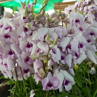 กล้วยไม้หวายลูกผสม ดอกสีม่วงปากสีม่วงเข้ม Dendrobium hybrid