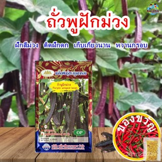 เมล็ดพันธุ์/เมล็ดถั่วพูฝักม่วง Purple winged bean ตราภูเขาทอง เมล็ดถั่วพู เมล็ดถั่วพูสีม่วง เมล็ดพันธุ์ถั่วพู เมล็ดผักสว