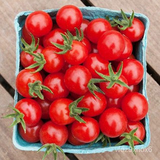 ผู้ผลิตเมล็ดพันธุ์/มะเขือเทศเชอร์รี่แดง (เมล็ด) Red Cherry Tomato/ขายดี พันธุ์ อินทรีย์ MIB3