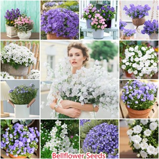 Bellflower Seeds 1 แพ็ค 200 แคปซูล Plant Flower Seeds เมล็ดพันธุ์ กระถ่างต้นไม้ ต้นไม้มงคลสวยๆ ต้นไม้ประดับ ดอกไม้