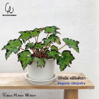 Begonia - บีโกเนีย คลีโอพัตรา (Begonia cleopatra)