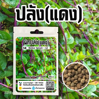 ผักปลังแดง 35-40 เมล็ด/ซอง Malabar Spinach - Red 🔥โปรโมชั่น [ซื้อ 2 แถม 1ซอง]