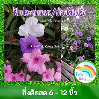 🌸ฟ้าประทานพรหรือต้อยติ่งฝรั่ง (ตัดสด10กิ่ง)