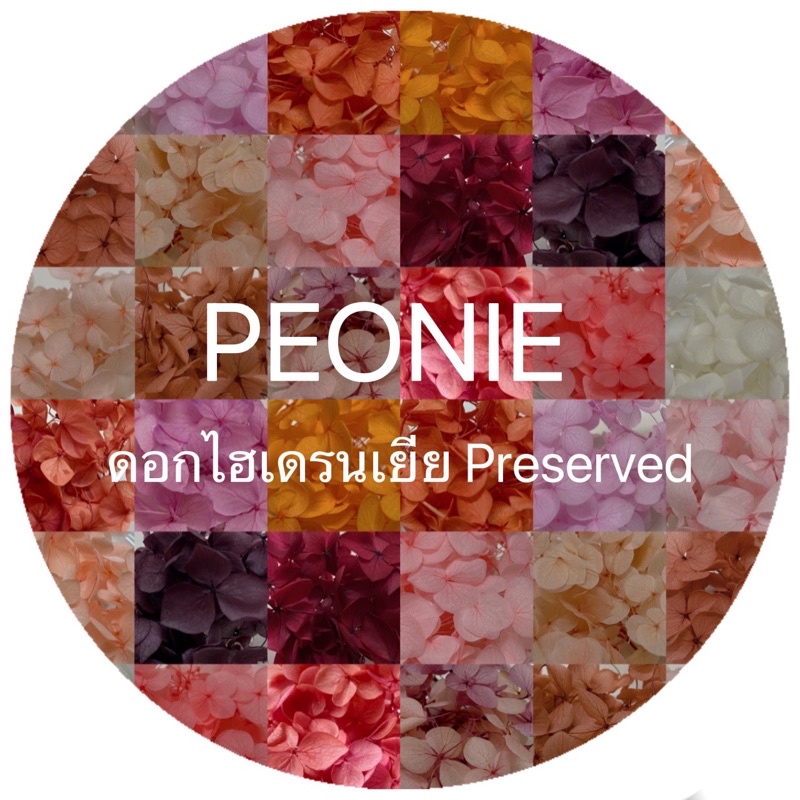 ดอกไฮเดรนเยียแห้ง พร้อมส่ง #2  ดอกไม้แห้งพรีเซิร์ฟเก็บได้นานสำหรับงานdiy ตกแต่งงานฝีมือต่างๆ