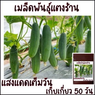 20 เมล็ด เมล็ดพันธุ์แตงร้าน ผลใหญ่