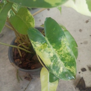 ฟิโลเบอร์เบิ้ลมาร์ค ด่าง (Philodendron burle marx variegeted)ไม้กอ ส่งทั้งกระถาง 5.5"