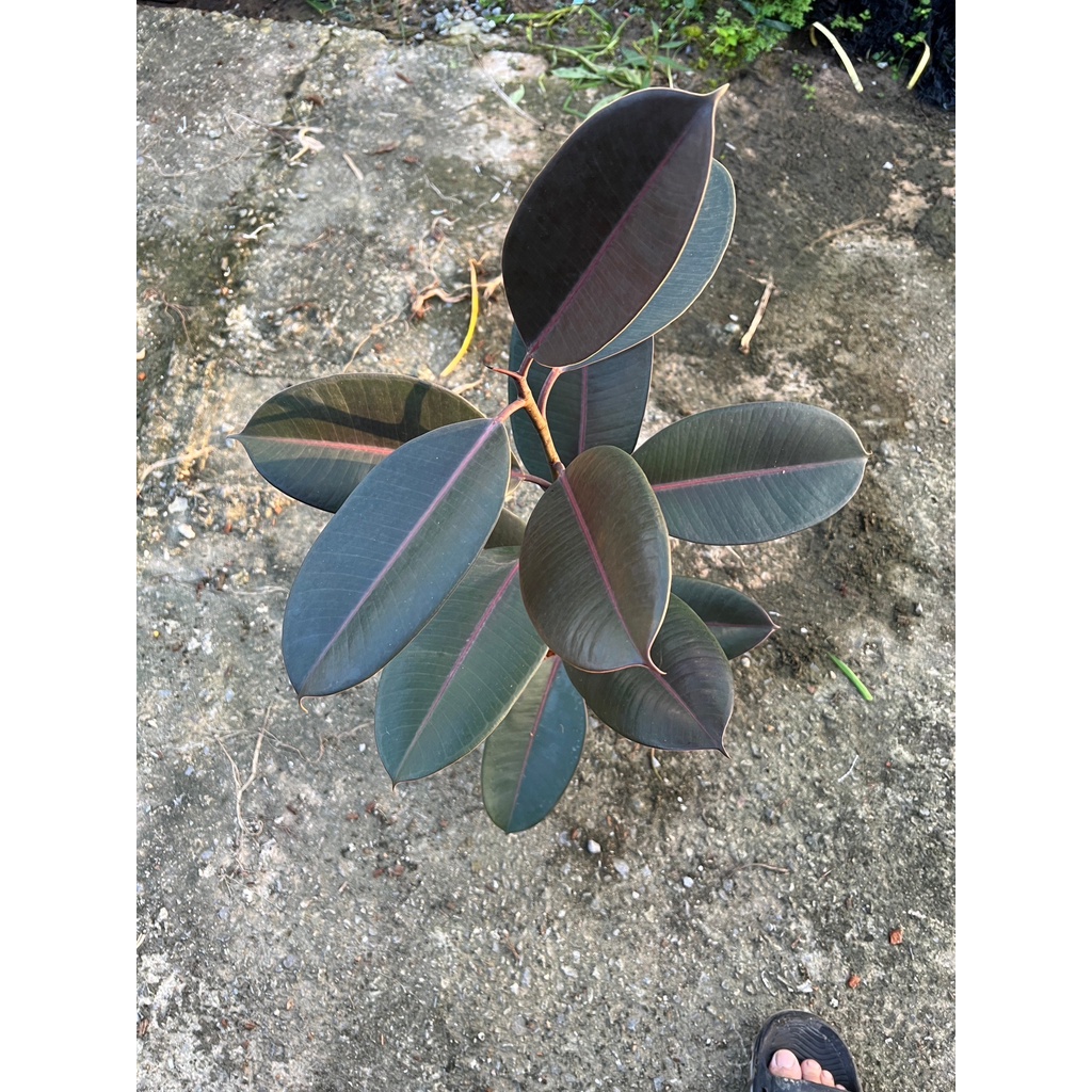 มุมมอง 3