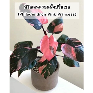 ฟิโลเดนดรอน พิ้งปริ้นเซส (Philodendron Pink Princess) อนุบาลแล้ว เจ้าหญิงสีชมพู พริ้งปริ้นเซส