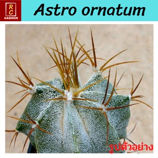 แอสโตรออนาตัม Astrophytum ornatum แคสตัส กระบองเพชร ส่งพร้อมกระถาง