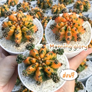 ยิมโนด่างไซส์แม่พันธุ์ Morning glory