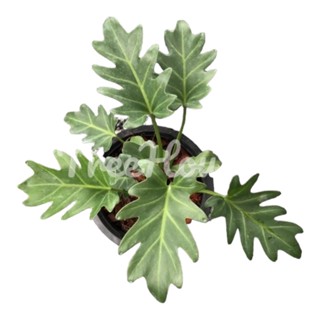 ซานาดู กระถาง 6 นิ้ว / Philodendron xanadu Croat, Mayo &amp; J.Boos pot 6