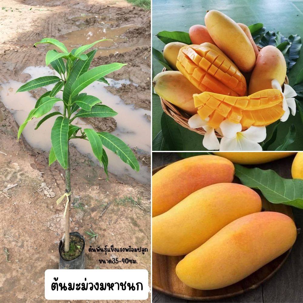 1ต้น ต้นพันธุ์มะม่วงมหาชนก ต้นเสียบยอด 1 ปี ติดลูก
