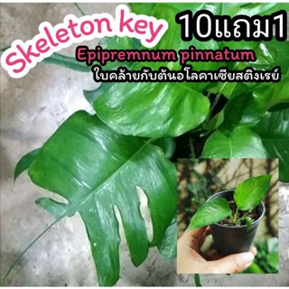 Epipremnum pinnatum skeleton key อิพิหางกระเบน ต้นไม้แปลก ไม้ด่าง ฟอกอากาศ ไม้เลื้อย ไม้มงคล จัดสวน แต่งบ้าน ผักสวนครัว