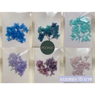ดอกไฮเดรนเยียแห้ง Preserved Hydrangea กลีบดอกไม้แห้ง DIY เรซิ่น เทียนหอม ตกแต่งการ์ด ดอกไม้พรีเสิร์ฟ (โทนเย็น)