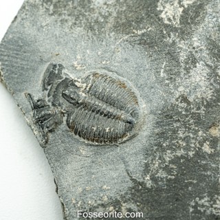 [อายุกว่า 505 ล้านปี!!!] #179 ฟอสซิล ไทรโลไบต์ Elrathia Kingi Trilobite ของแท้ ขนาดเล็ก บน Matrix จาก USA