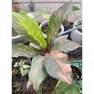 Anthurium Renaissance โชคเก้าชั้นด่างชมพู