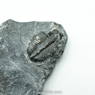 [อายุกว่า 505 ล้านปี!!!] #164 ฟอสซิล ไทรโลไบต์ Elrathia Kingi Trilobite ของแท้ ขนาดเล็ก บน Matrix จาก USA