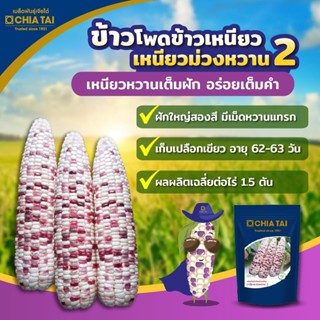 เมล็ดข้าวโพดข้าวเหนียวลูกผสม เหนียวม่วงหวาน 2 (เจียไต๋) ขนาด 200 กรัม