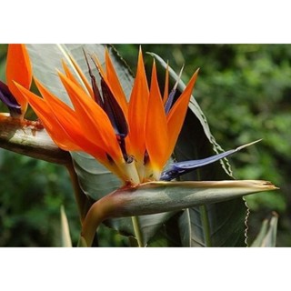 ปักษาสวรรค์ Bird of paradise (5 หน่อ 59฿) คละสี เหลือง แดง ไม้ประดับ ไม้ทำรั้ว ไม้แต่งสวน ไม้แต่งรีสอร์ท ไม้แต่งคาเฟ่