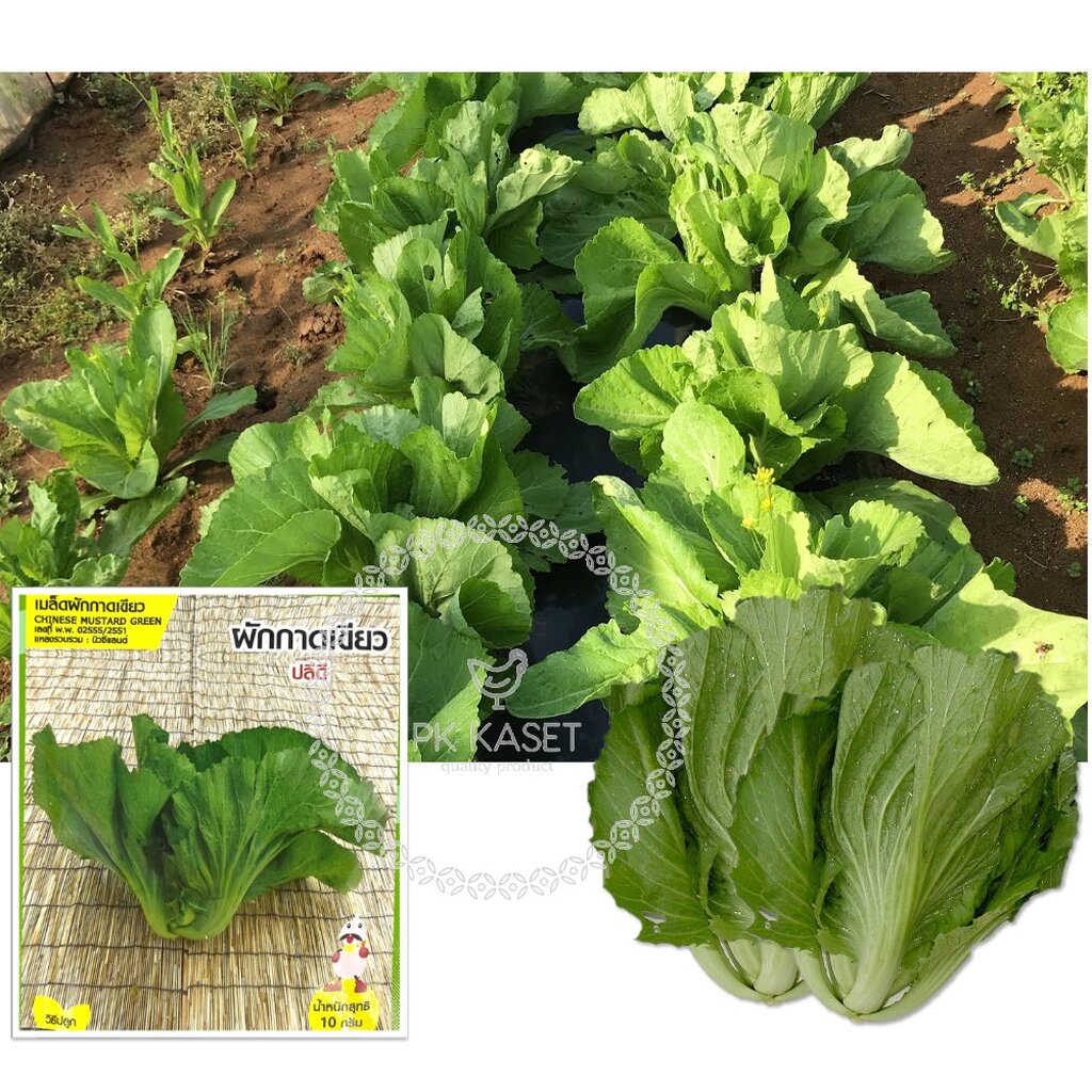 เมล็ดผักกาดเขียว ปลีดี ตราน้ำเต้า ซองประหยัด ผักสวนครัว - รูปที่ 2